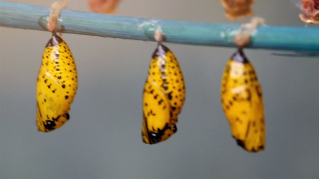 Butterflies in pupal stage where little insects are hanged upside down. A pupa is the life stage of some insects undergoing transformation.