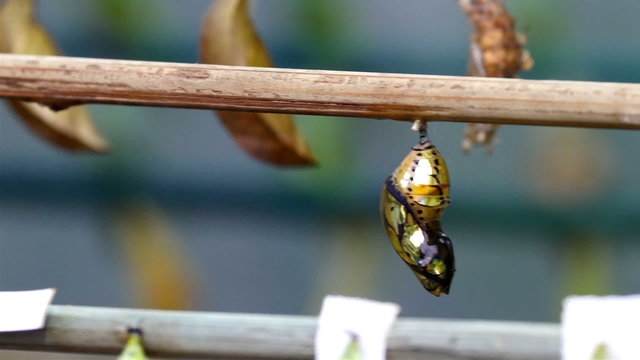 A golden shiny pupa of a butterfly on hanged. When the caterpillar is full grown and stops eating it becomes a pupa. The pupa of butterflies is also called a chrysalis.