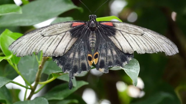 One black small butterfly on a green leaf. The butterfly has black shiny wings wide open