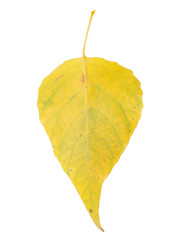 yellow leaf on a white background