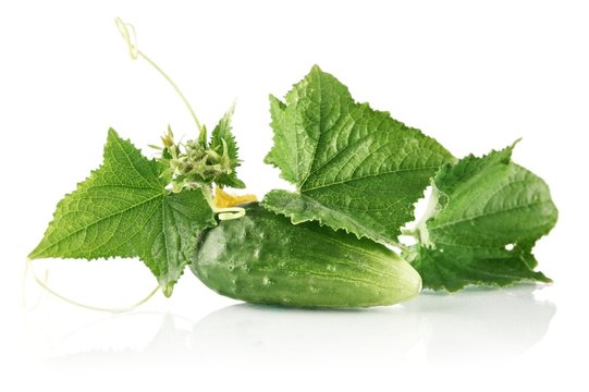 Fresh raw cucumber with leaves and flower on white