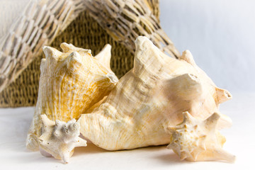 sea shells on a white background 