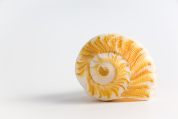 sea shell on a white background 