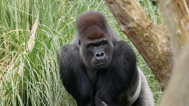 An adult gorilla hiding on the tall grass. The green grass is seen on the back of the gorilla