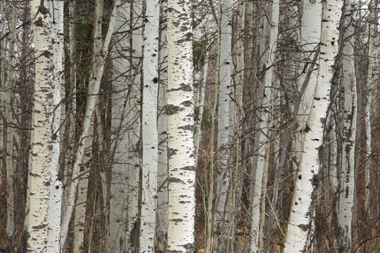 White birch trees in autumn