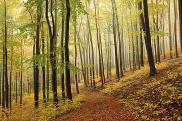 Fototapeta premium Autumn beech forest in foggy weather