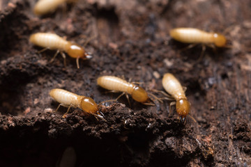 Close up termites or white ants