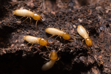 Close up termites or white ants