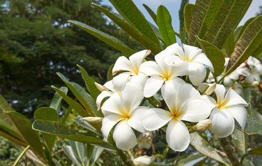 Frangipani bloom in sunny day