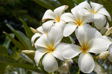 Fototapeta na wymiar Frangipani bloom in sunny day