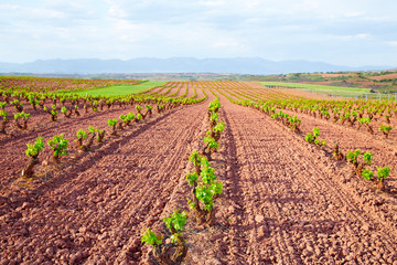 Fototapeta na wymiar La Rioja vineyard fields in The Way of Saint James