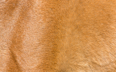 background fur horse