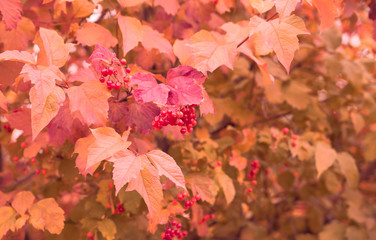 Autumn background with a bunch of red rowan