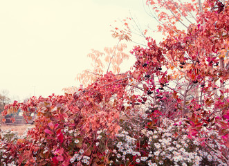autumn flowers. Background