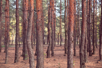 Pine forest.