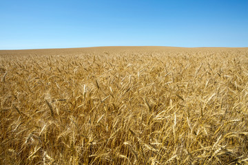 Wheat Field