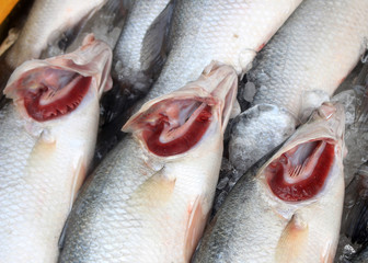 cooled fish, fresh fish, sale seafood