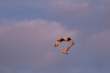 Sandhill Cranes in Flight