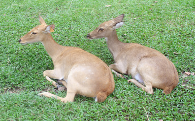 Eld 's deers on grass