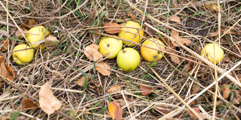 Apples on the ground in nature