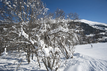 Skiers on piste through trees