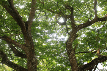 tree branch of green leaves on a big tree, nature background