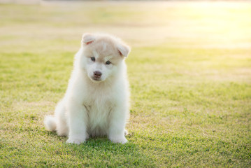Cute siberian husky puppy sitting