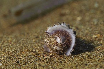 Small hermit crab, Kleiner Einsiedlerkrebs