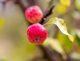 red apple on the tree in nature