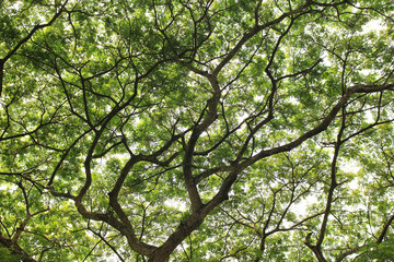 tree branch of green leaves on a big tree, nature background