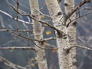 Obraz premium Birch bark, Birkenrinde (genus Betula)