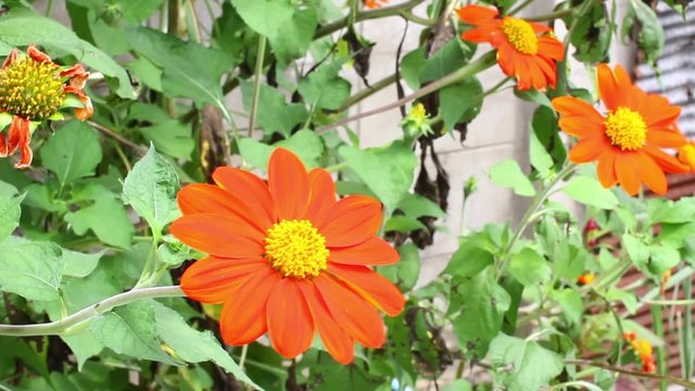 orange Mexican sunflower (Tithonia rotundifolia) in front house wall.