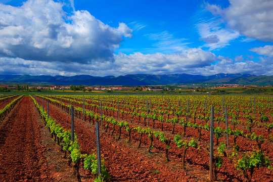 La Rioja Vineyard Fields In The Way Of Saint James