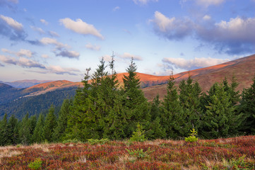 Mountain landscape with firs in the foreground. Carpathians, Ukr