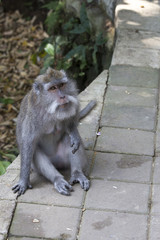 Monkey on Bali island