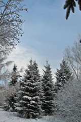 Pine tree in denmark in winter with snow