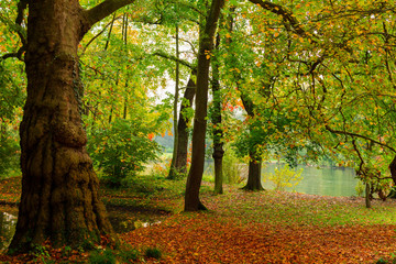 Obraz premium Big trunk with leaves and water in autumn
