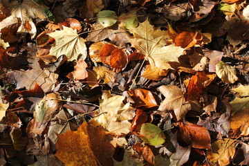 Sun lit Autumn Forest Ground
