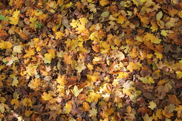 Golden Leaves with Sun Spots