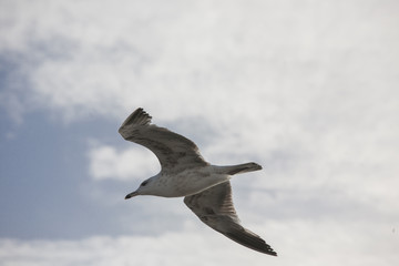 Seagull