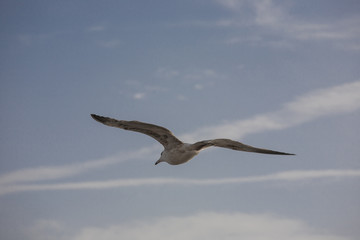 Seagull