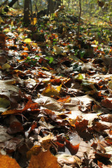 Sun lit Autumn Forest Ground Perspective