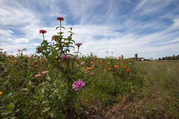 Flower Farm on Sykesville Road, Wrightstown, NJ