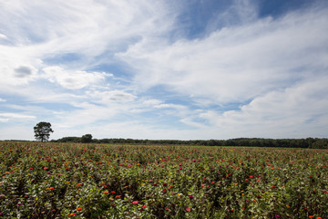 Flower Farm on Sykesville Road, Wrightstown, NJ