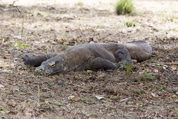 Komodo dragon