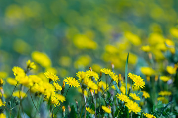 Fototapeta premium closeup yellow prairie flowers