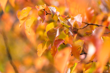 red leaves on a tree in autumn