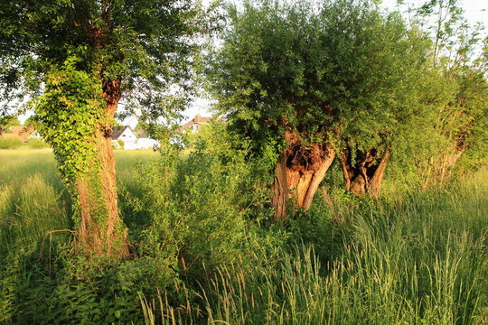 Kopfweiden bei untergehender Sonne