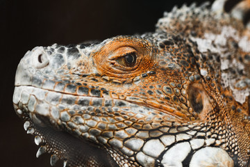 Iguana on a black background