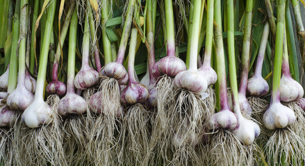 garlic stem root